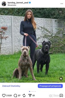 Bandog, cane corso, presa, doga, pitbull - 3