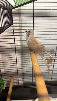 Holúbok diamantový - hnedý / šedý - 3