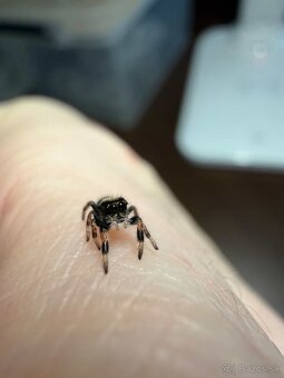 Skákavky Phidippus regius “Everglades” - 3