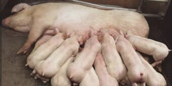 Ponúkam na predaj prasatá - 3