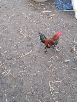 Predám kohutikov liliputky - 3