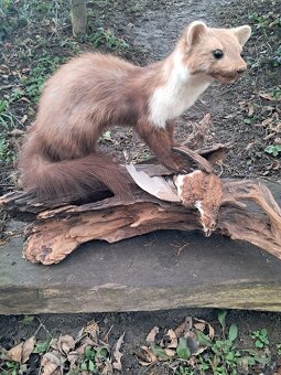 Preparát, trofej, trofeje, parozie - 3