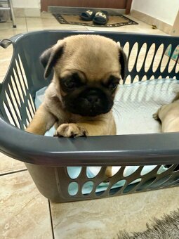 Mops mopslik - 3