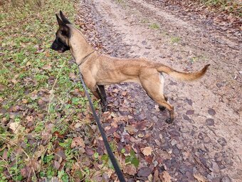 Belgicky ovčiak Malinois - 3