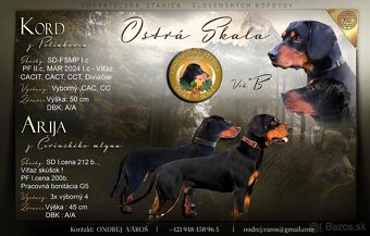 Šteniatka s PP Slovenský kopov - 3