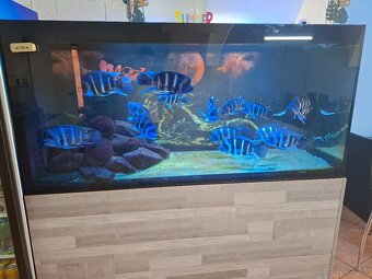 Cyphotilapia frontosa Blue Zaire Moba - 3