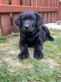 Labrador šteniatka - 3