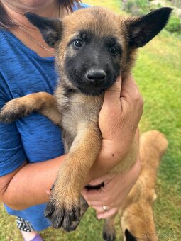 Belgicky ovčiak malinois - 3