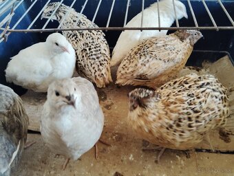 Predám japonské prepelice - 3