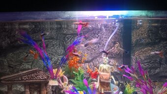 Gubka rybka do akvaria - 3