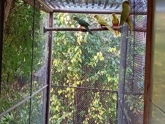 PAPAGÁJ KRÁLOVSKÝ štepiteľné na žlté - 3