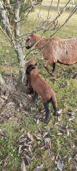 Kamerunske ovečky - 3