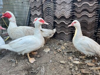 Predám čínske kačky+káčer - 3