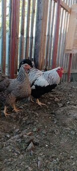KURIATKA Wyandotky strieborno vlnitej a čierno lemovanej - 3