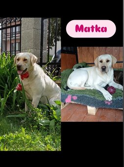 Šteniatka LABRADORA - 3