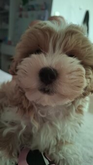 Predám psíka Maltipoo - 3