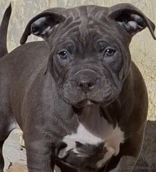 American Bully krytie - 3