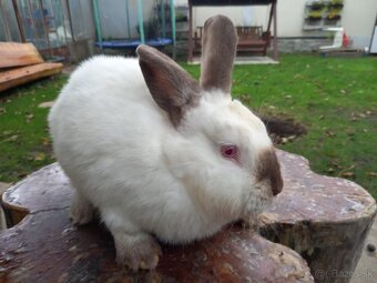 Kalifornský králik - 3