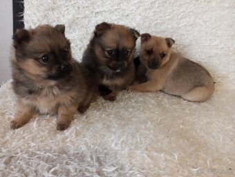 šteniatka Pomeranian 🐾 - 3