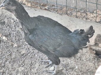 Ayam Cemani - 3