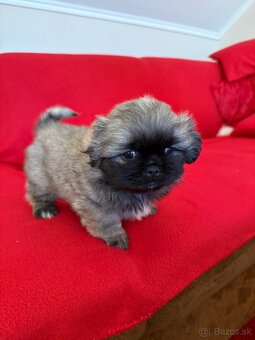 Pekinský palácový psík - 3