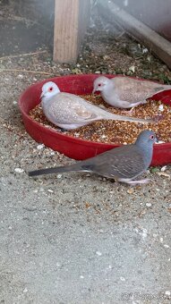 Holúbok diamantový - šedý / hnedý - 3