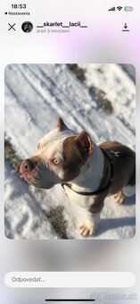 American bully pocket - 3