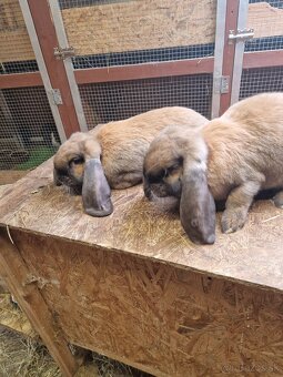 Francúzsky baran - 3