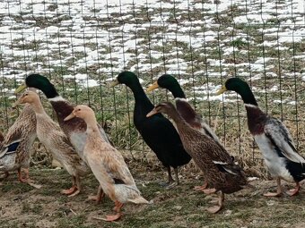 Predám násadové vajíčka indického bežca - 3