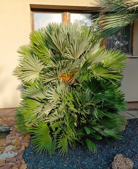 Chamaerops  vulcano X humilis - 3