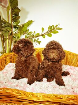 Pudel toy chocolate - 3