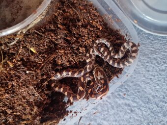 Užovky,rat snake,pavuky - 3