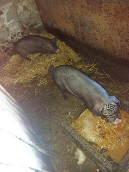 ošípané na predaj - 3