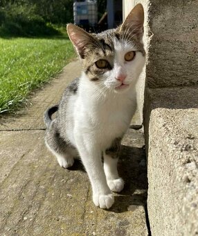 Darujem mačiatka - mačky - 3