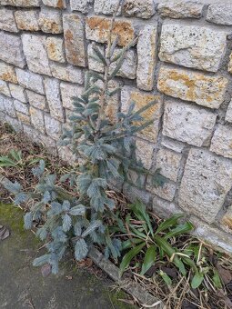 Živý vianočný stromček - 3