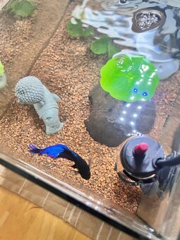 Zariadené Akvárium s bettou bojovnicou - 3