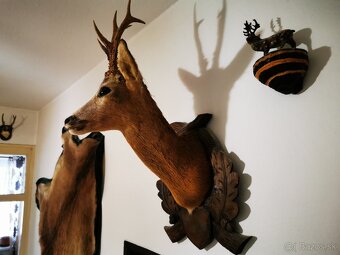 Srnec a ine troeje - 3