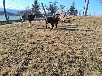 Predám  kamerunske ovce - 3