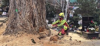 Arboristika, záhradnícke práce - 3