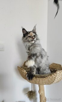Maine Coon s PP - 3