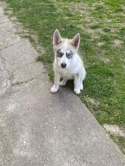 Predám fenku husky čisto krvná - 3