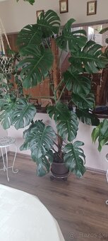 Monstera - 3