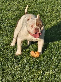 American bully pocet s PP - 3