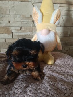 Mini Yorkshire terrier - 3