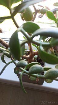 Tučnolist (Crassula ovata) - 3