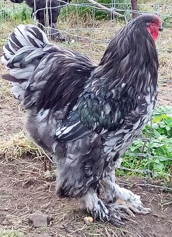 Mladé kohúty brahman - 3