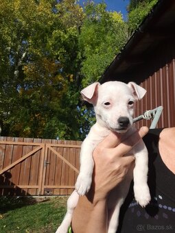 Jack Russell teriér - 3