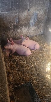 Predam odstavcata - 3