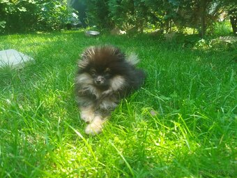 Predám fenku pomeraniana sPP FCI - 3