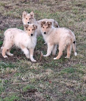 Kólia dlhosrstá - 3